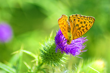 Image showing Silver-washed fritillary,Argynnis paphia