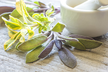 Image showing sage, Salvia officinalis