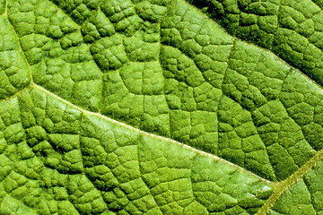 Image showing closeup of a burdock leaf 