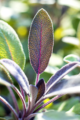 Image showing sage, Salvia officinalis