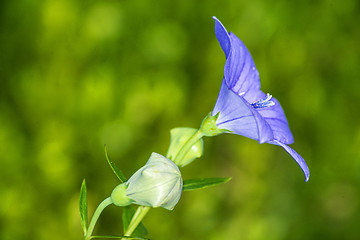 Image showing Platycodon grandiflorus, Chinese bellflower, medicine plant