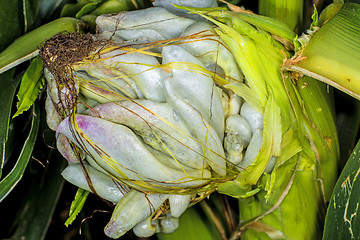 Image showing Corn smut, Ustilago maydis