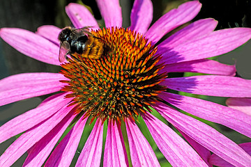 Image showing coneflower, Echinacea purpurea