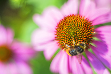 Image showing coneflower, Echinacea purpurea