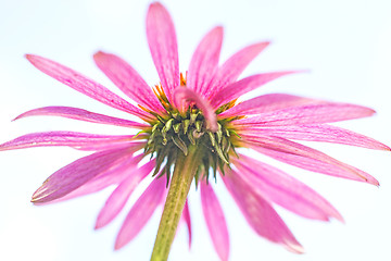 Image showing coneflower, Echinacea purpurea