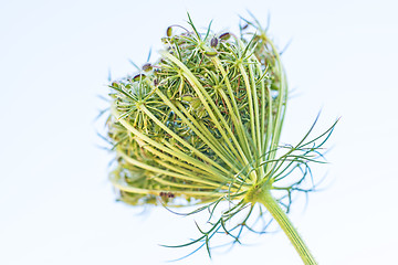 Image showing wild carrot bloom