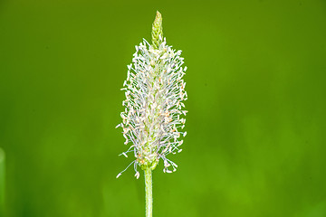 Image showing buckhorn plantain