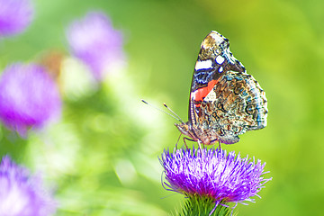 Image showing Red admiral, Vanessa atalanta