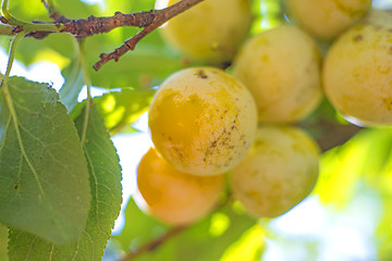 Image showing Mirabelles at a tree