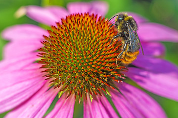 Image showing coneflower, Echinacea purpurea