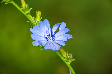 Image showing Medicinal plant chicory