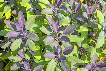 Image showing sage, Salvia officinalis