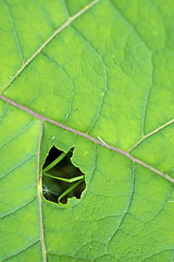 Image showing closeup of a burdock leaf 