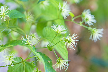 Image showing hops blossom