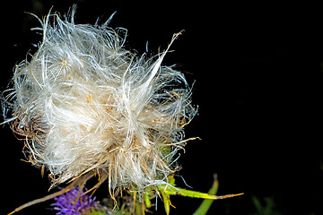 Image showing  woolly thistle, Cirsium eriophorum