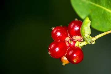 Image showing Honeysuckle fruits
