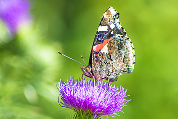 Image showing Red admiral, Vanessa atalanta