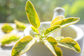 Image showing sage, Salvia officinalis