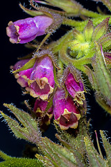 Image showing comfrey