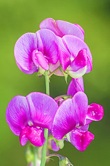 Image showing vetch