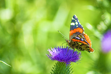 Image showing Red admiral, Vanessa atalanta