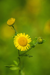 Image showing Pulicaria dysenterica, common Fleabane