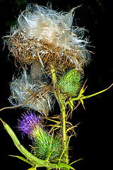 Image showing  woolly thistle, Cirsium eriophorum