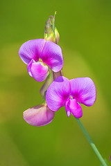 Image showing vetch