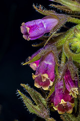 Image showing comfrey