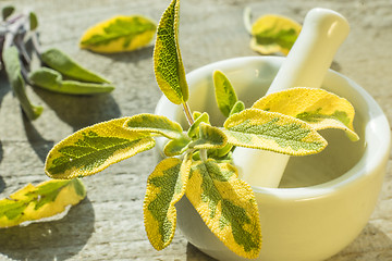 Image showing sage, Salvia officinalis