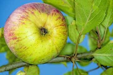 Image showing apple at a tree