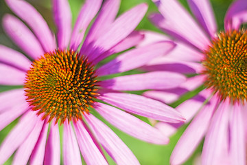 Image showing coneflower, Echinacea purpurea