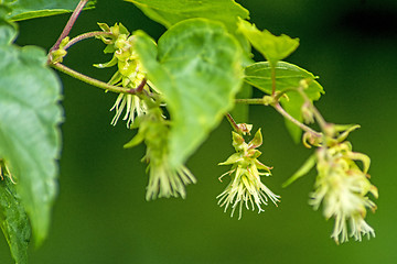 Image showing hops blossom