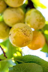 Image showing Mirabelles at a tree