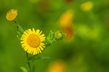 Image showing Pulicaria dysenterica, common Fleabane