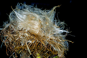 Image showing  woolly thistle, Cirsium eriophorum