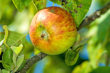 Image showing apple at a tree