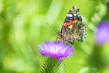 Image showing Red admiral, Vanessa atalanta