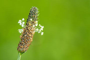 Image showing buckhorn plantain