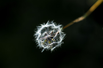 Image showing lettuce seeds