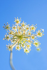 Image showing wild carrot bloom