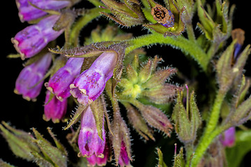 Image showing comfrey