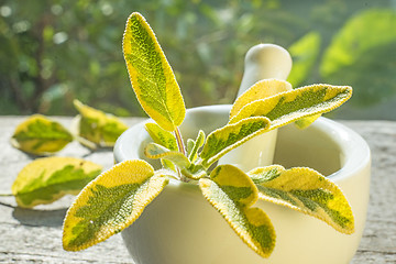 Image showing sage, Salvia officinalis