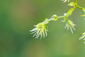 Image showing hops blossom