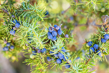 Image showing juniper berries