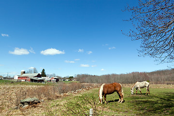 Image showing Horses Grazing in the Pasture