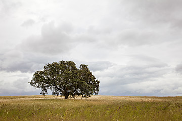 Image showing Tree in Field