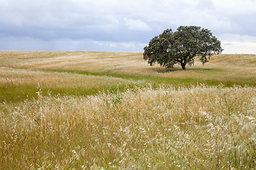 Image showing Tree in Field