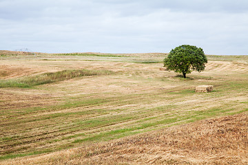 Image showing Tree in Field