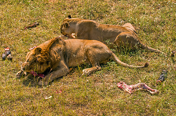 Image showing Two lions eating meat